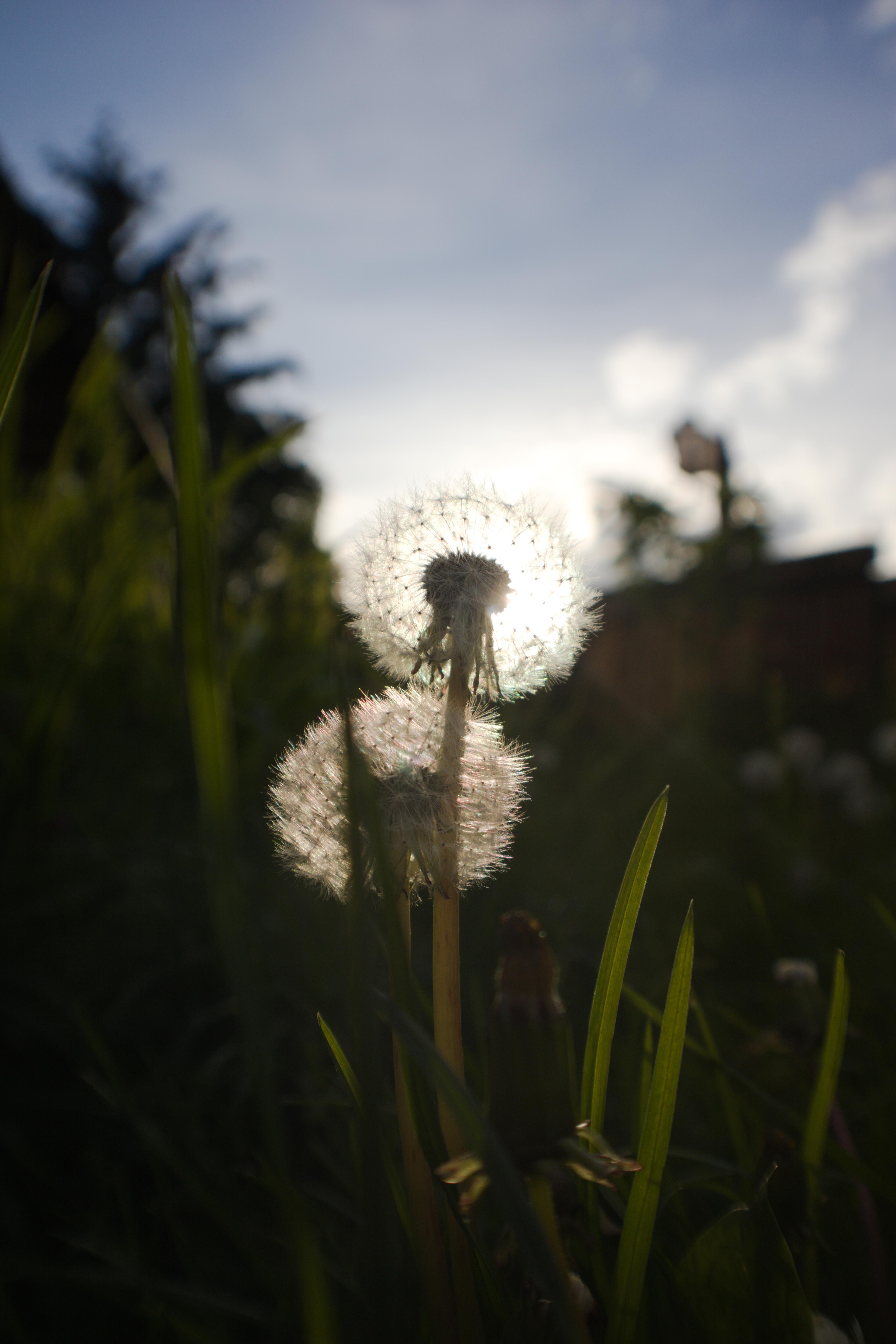 Dandelions in the sunset.