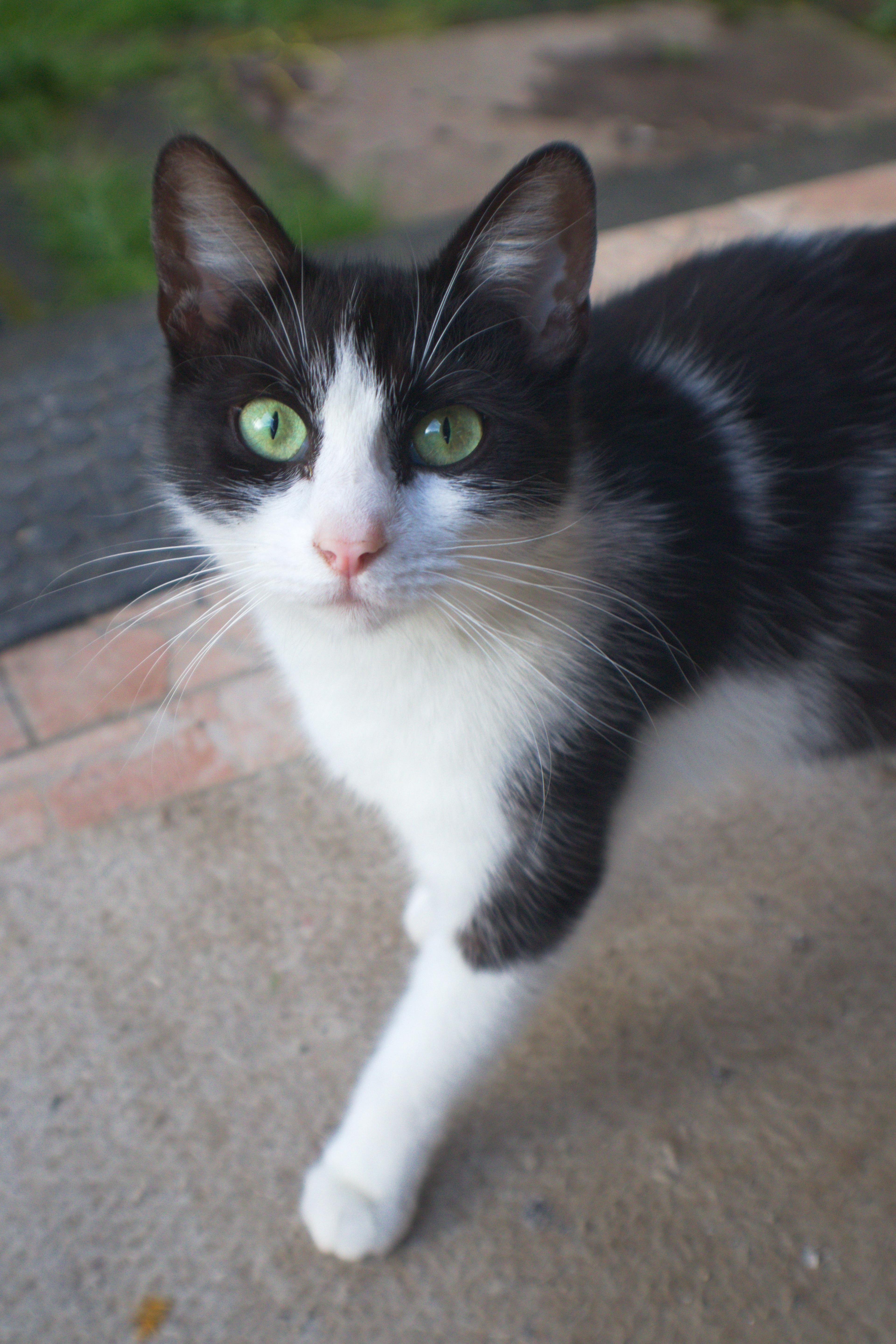 A black & white cat.