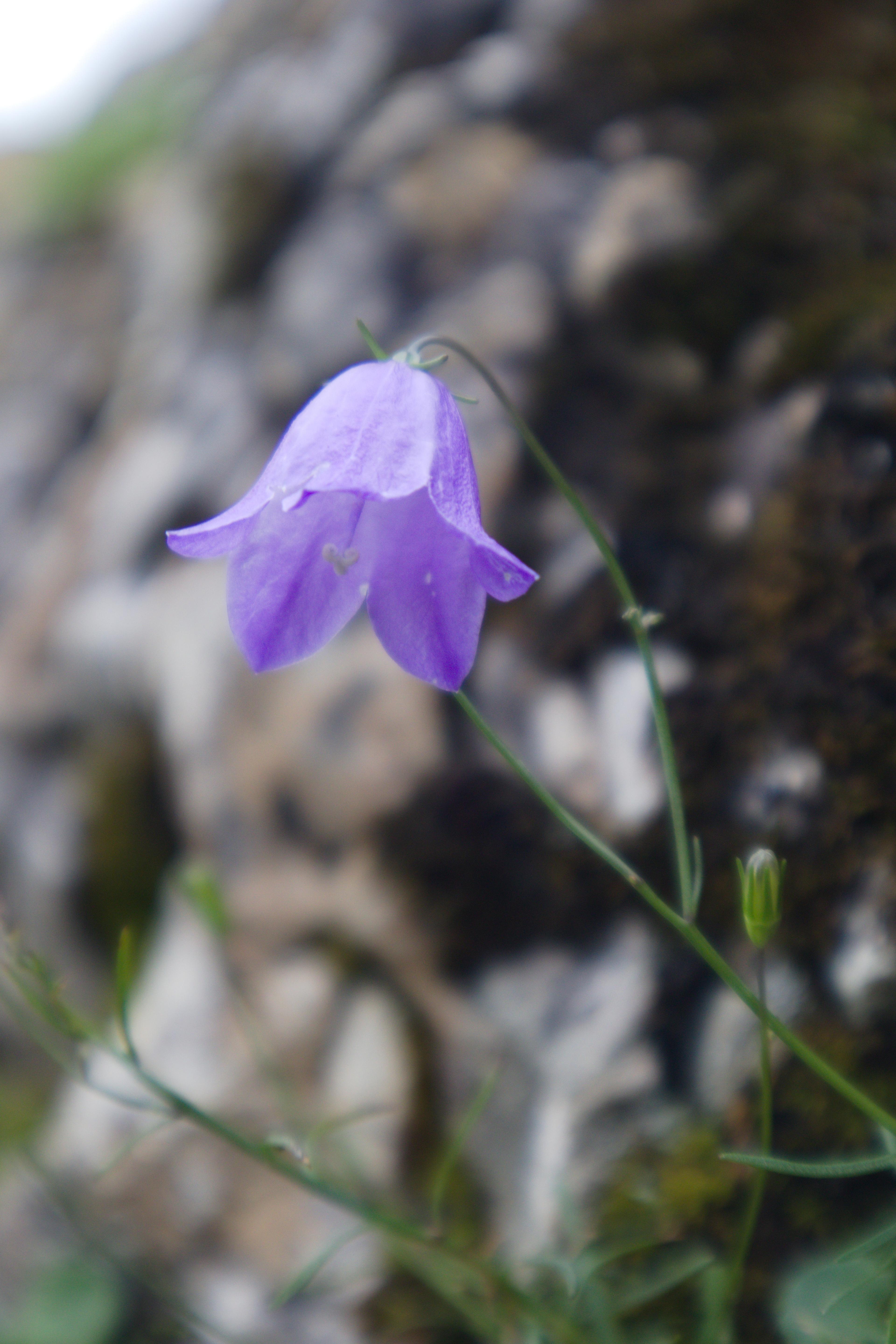 Purple Flower